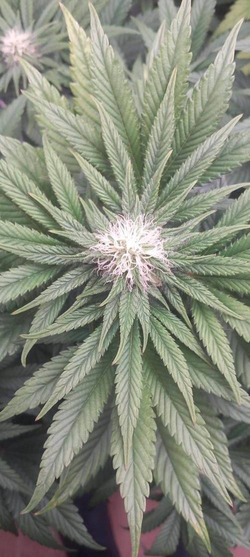 Winter Grow, Super Silver Haze. Week 10