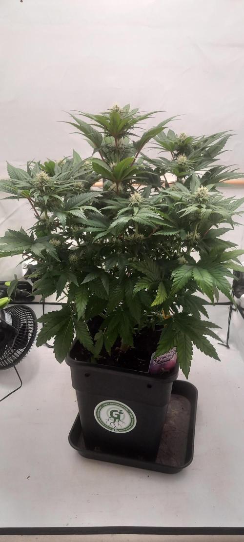 Winter Grow, Super Silver Haze. Week 11