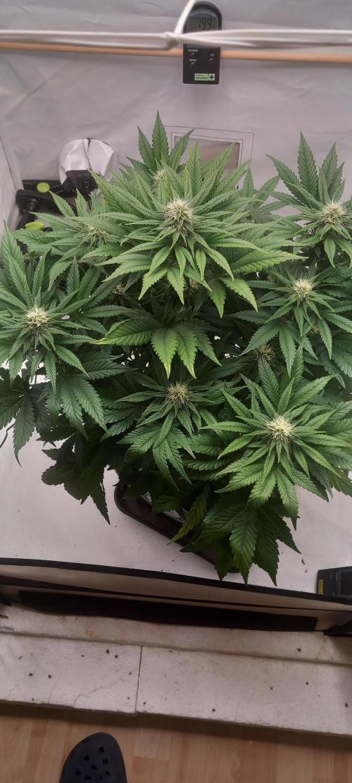 Winter Grow, Super Silver Haze. Week 11