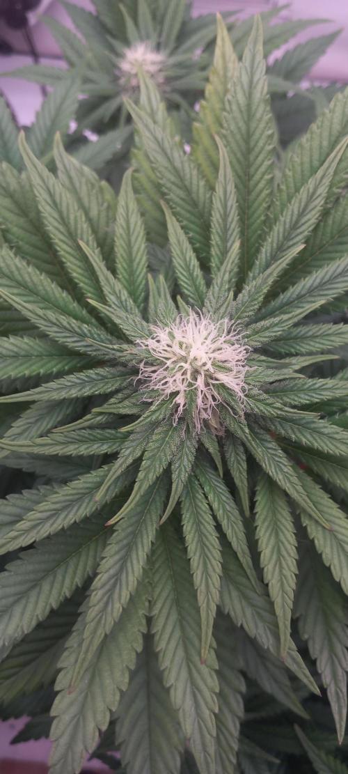 Winter Grow, Super Silver Haze. Week 11