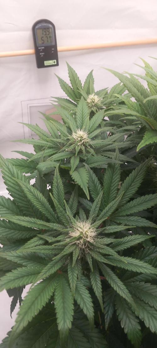 Winter Grow, Super Silver Haze. Week 11