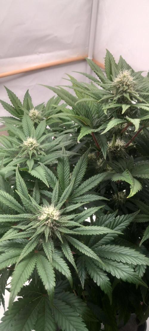 Winter Grow, Super Silver Haze. Week 11