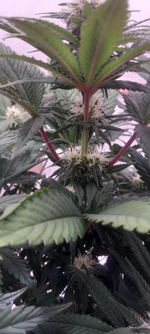 Winter Grow, Super Silver Haze. Week 11