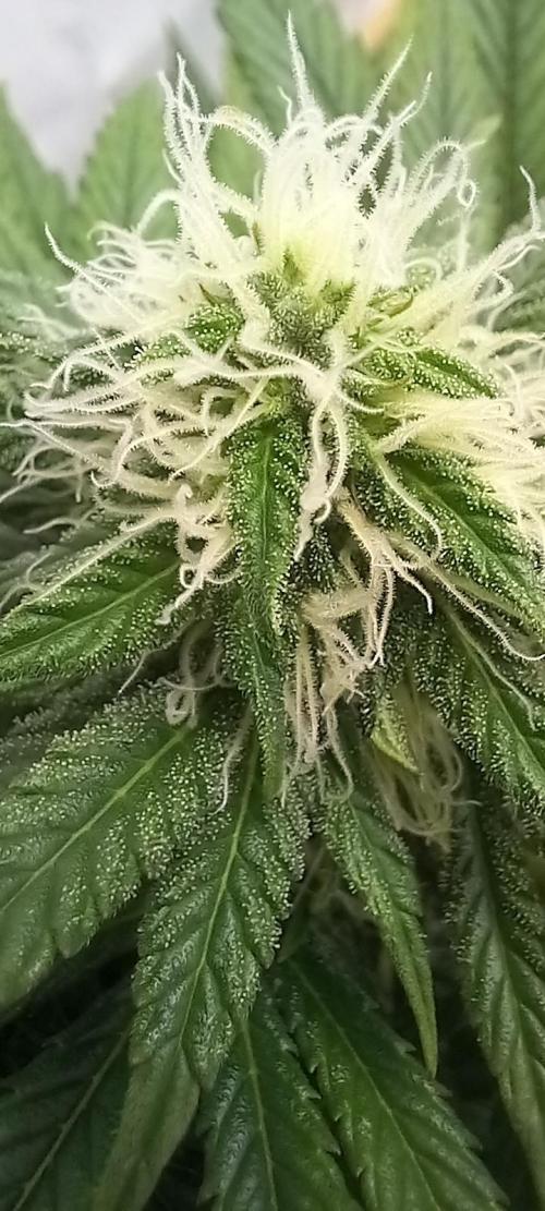 Winter Grow, Super Silver Haze. Week 11