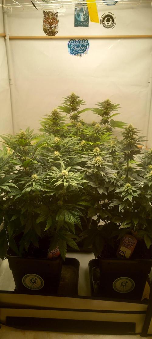 Winter Grow, Super Silver Haze. Week 11