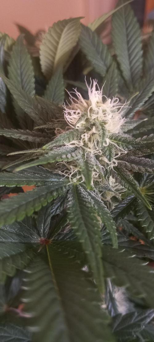 Winter Grow, Super Silver Haze. Week 11