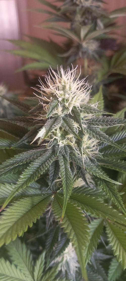 Winter Grow, Super Silver Haze. Week 11