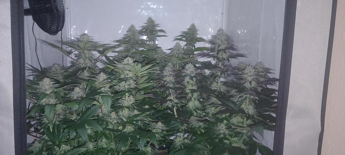 Cali Funk #Thseeds. Week 12