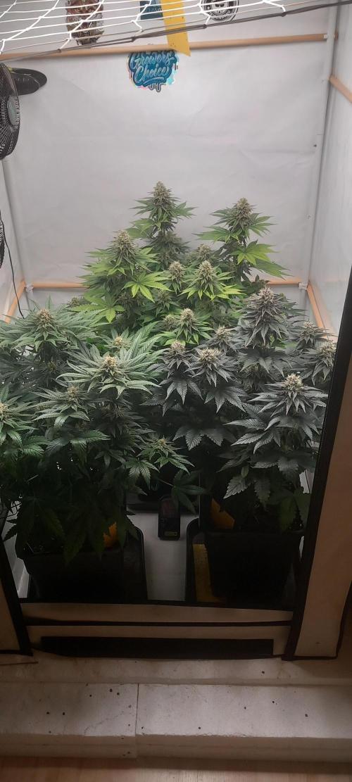 Cali Funk #Thseeds. Week 12