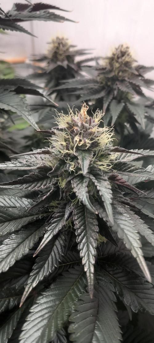 Cali Funk #Thseeds. Week 12 - Die Blätter werden immer dunkler.