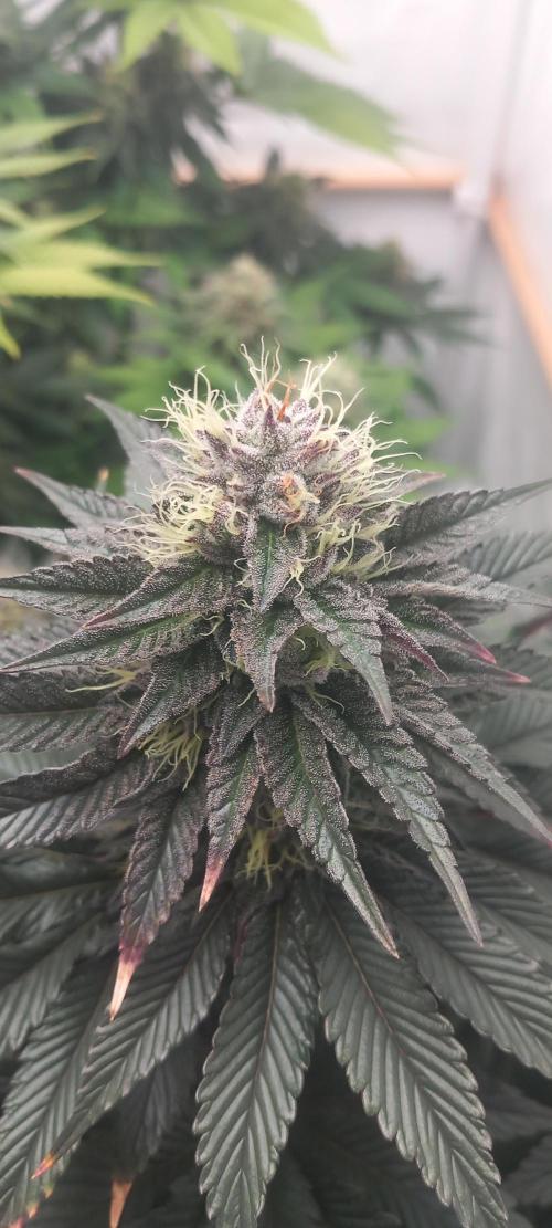 Cali Funk #Thseeds. Week 12