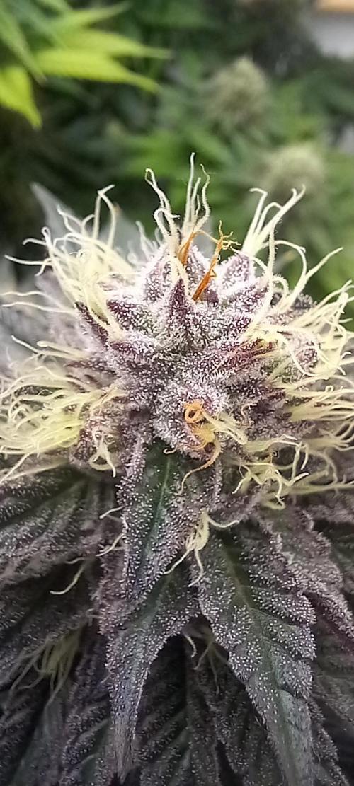 Cali Funk #Thseeds. Week 12 - Von grün zu lila