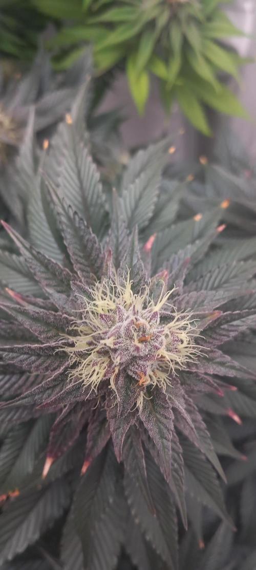 Cali Funk #Thseeds. Week 12