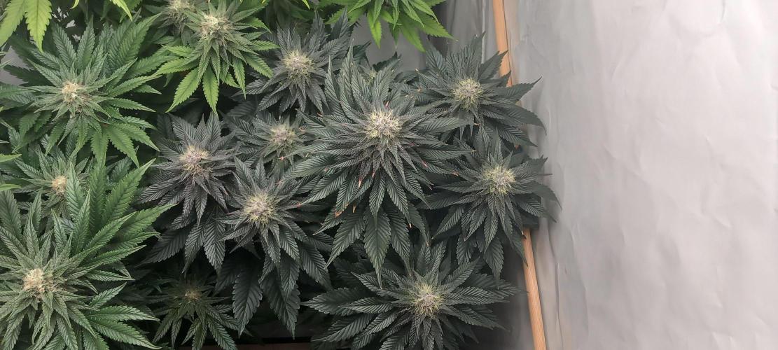 Cali Funk #Thseeds. Week 12