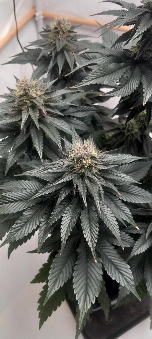 Cali Funk #Thseeds. Week 12