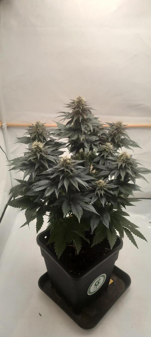 Cali Funk #Thseeds. Week 12