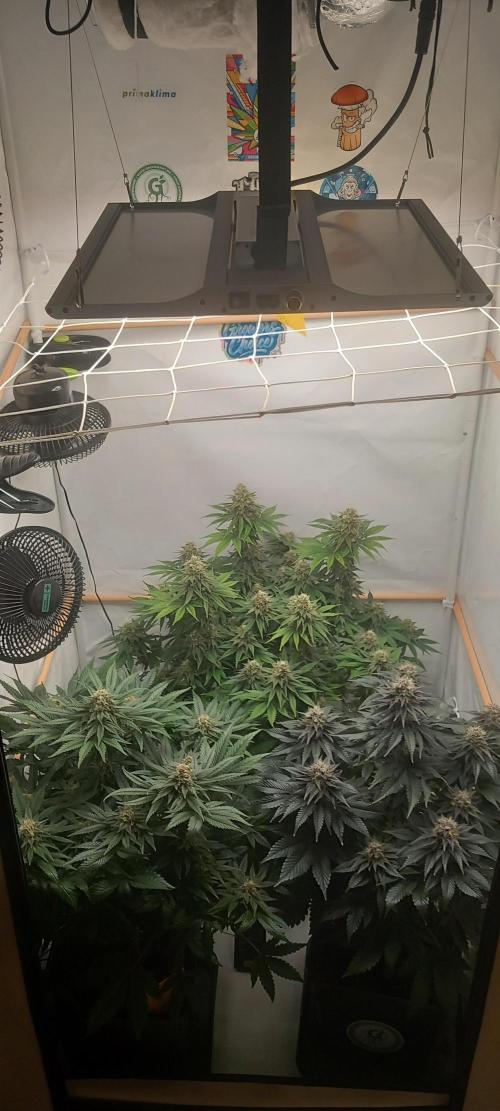 Cali Funk #Thseeds. Week 12