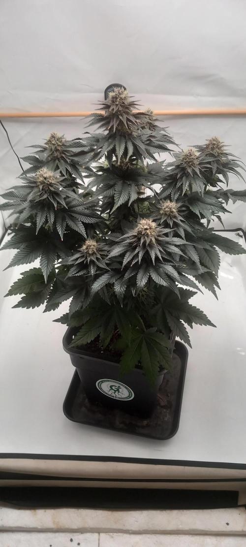 Cali Funk #Thseeds. Week 12