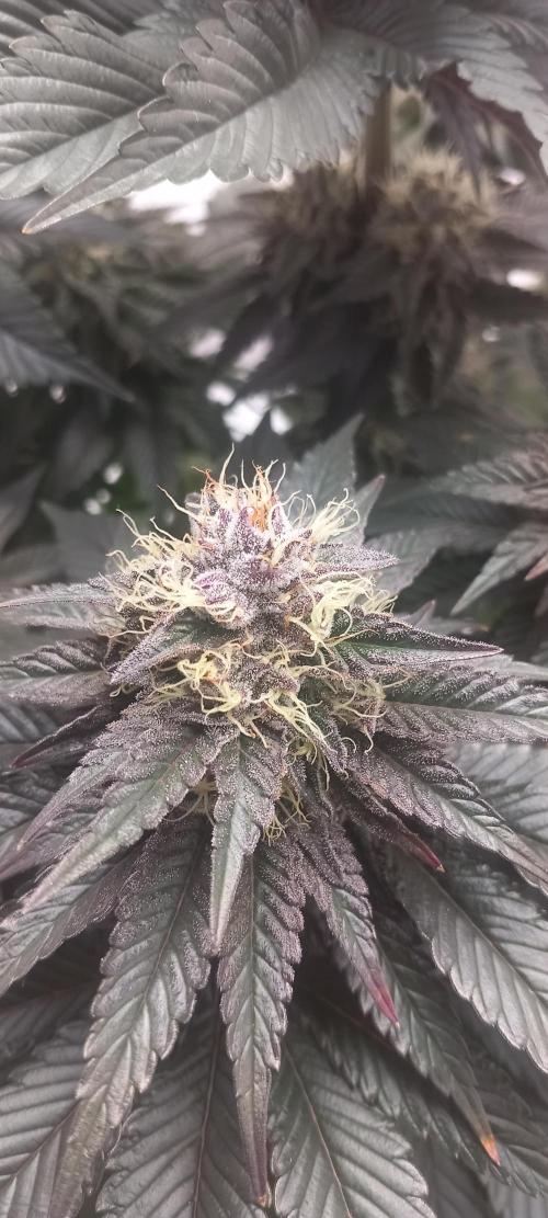 Cali Funk #Thseeds. Week 12
