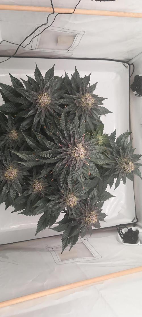 Cali Funk #Thseeds. Week 12