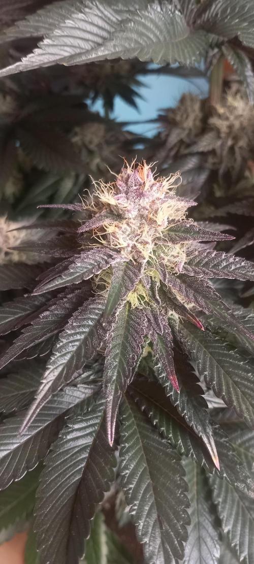 Cali Funk #Thseeds. Week 12 - Schönen Farben.