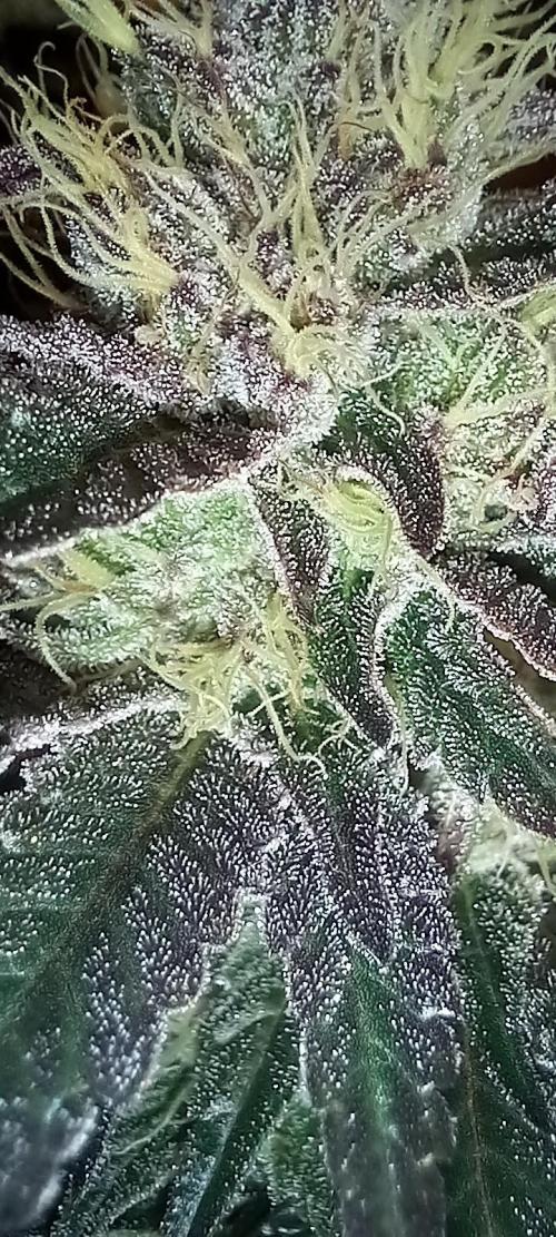 Cali Funk #Thseeds. Week 12