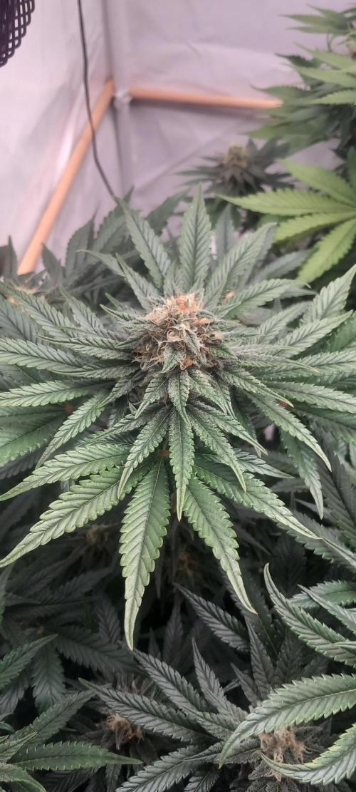 Winter Grow, Super Silver Haze. Week 12