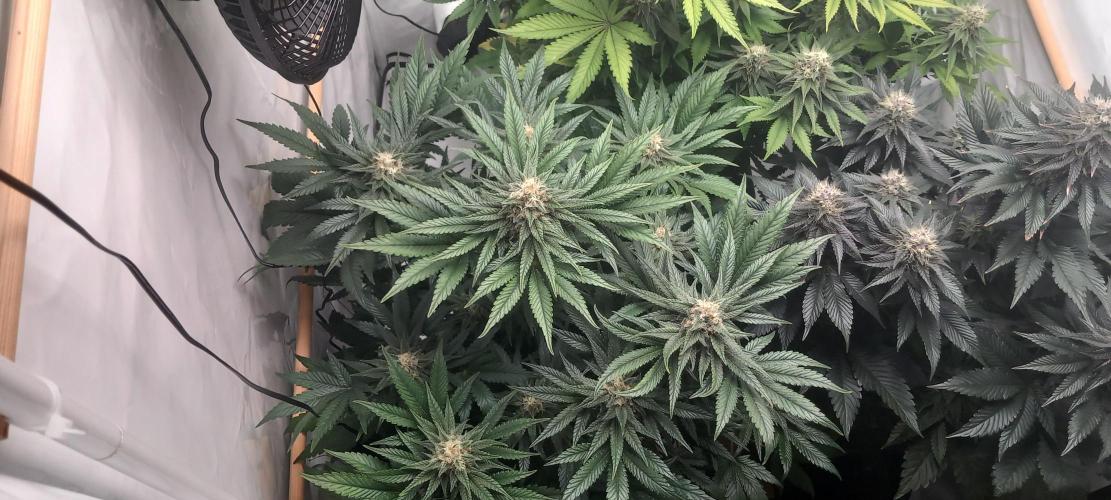 Winter Grow, Super Silver Haze. Week 12