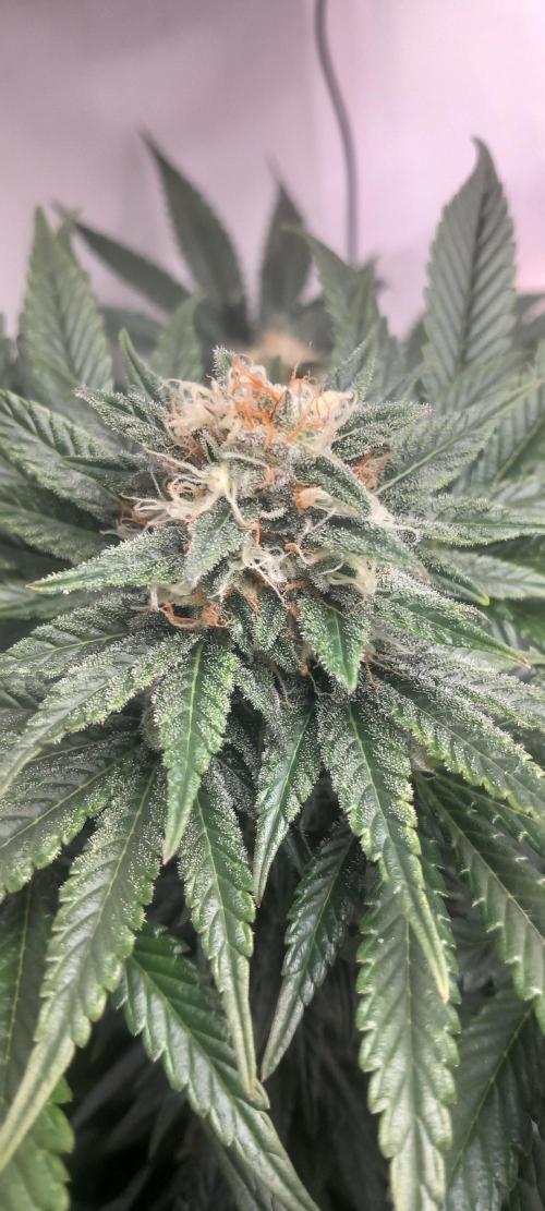 Winter Grow, Super Silver Haze. Week 12