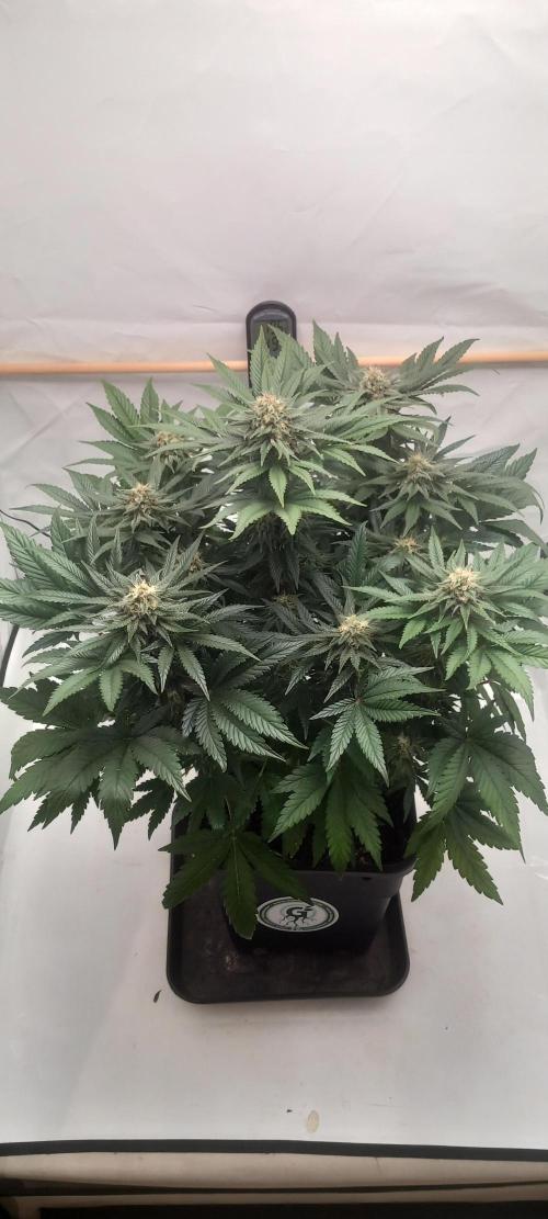 Winter Grow, Super Silver Haze. Week 12