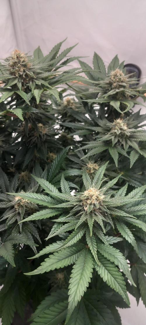 Winter Grow, Super Silver Haze. Week 12