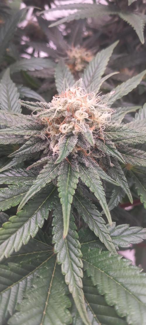 Winter Grow, Super Silver Haze. Week 12