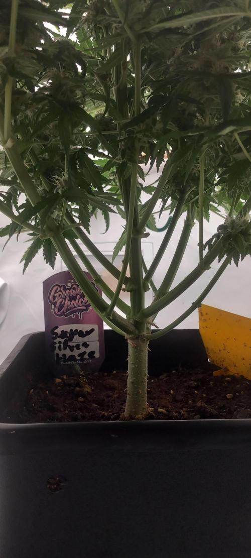 Winter Grow, Super Silver Haze. Week 12
