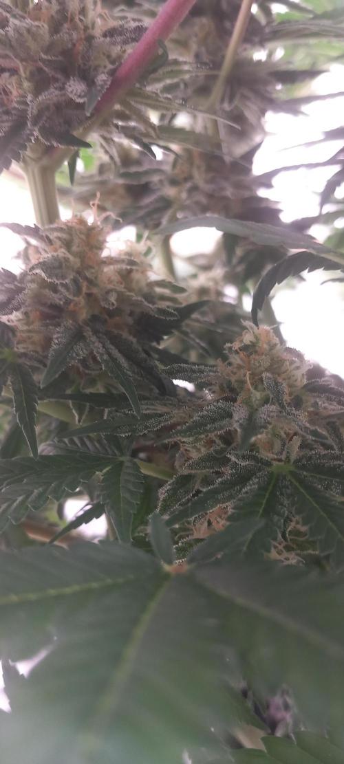 Winter Grow, Super Silver Haze. Week 12