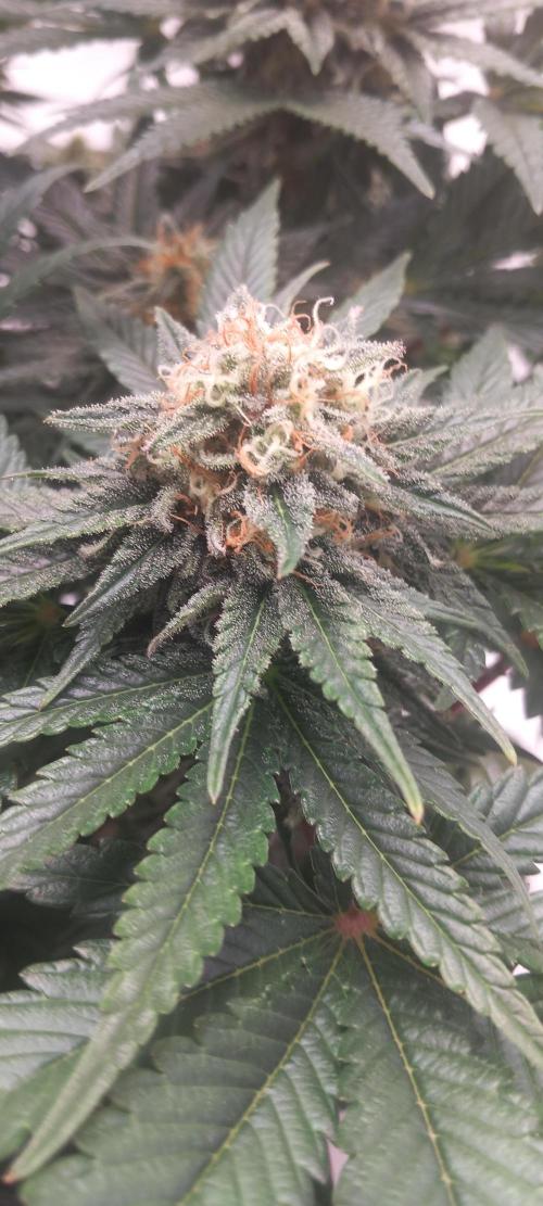 Winter Grow, Super Silver Haze. Week 12