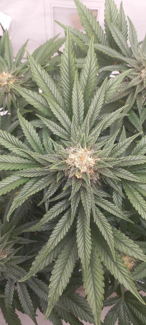 Winter Grow, Super Silver Haze. Week 12