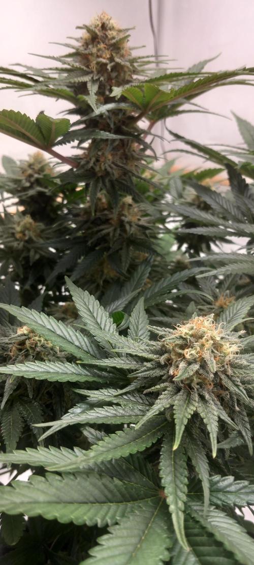 Winter Grow, Super Silver Haze. Week 12