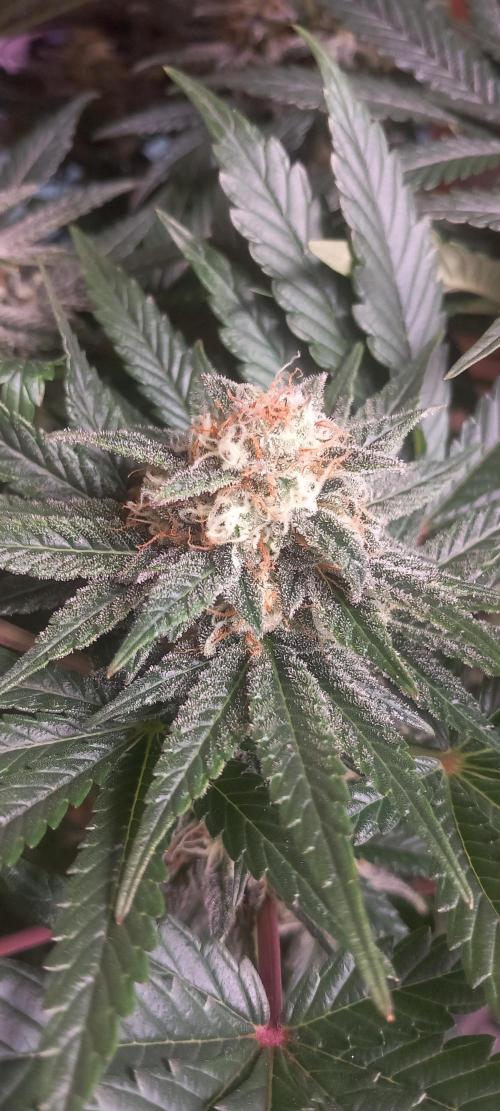 Winter Grow, Super Silver Haze. Week 12