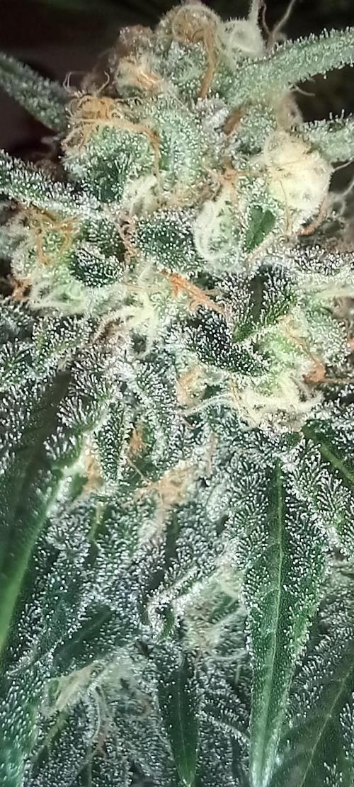 Winter Grow, Super Silver Haze. Week 12