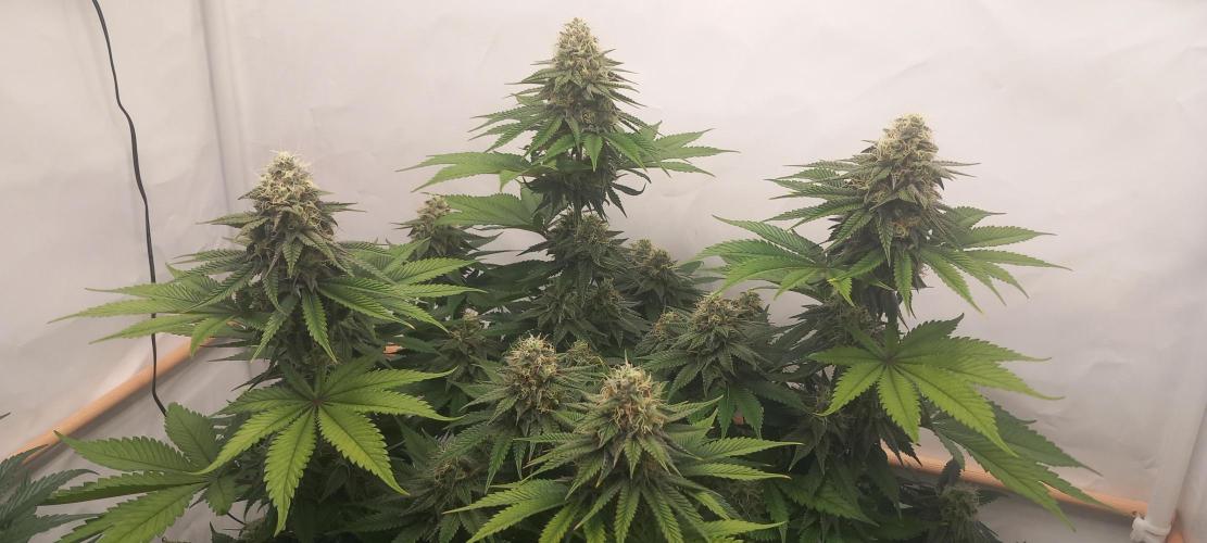 Blue Zushi. Week 12 - Buds schwellen weiter an.