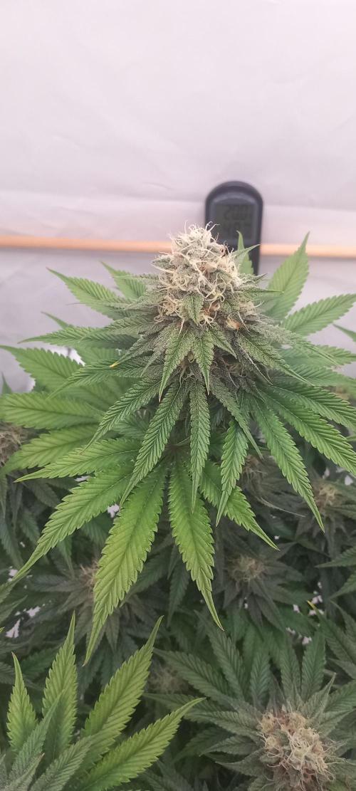 Blue Zushi. Week 12 - Schöner Anblick.