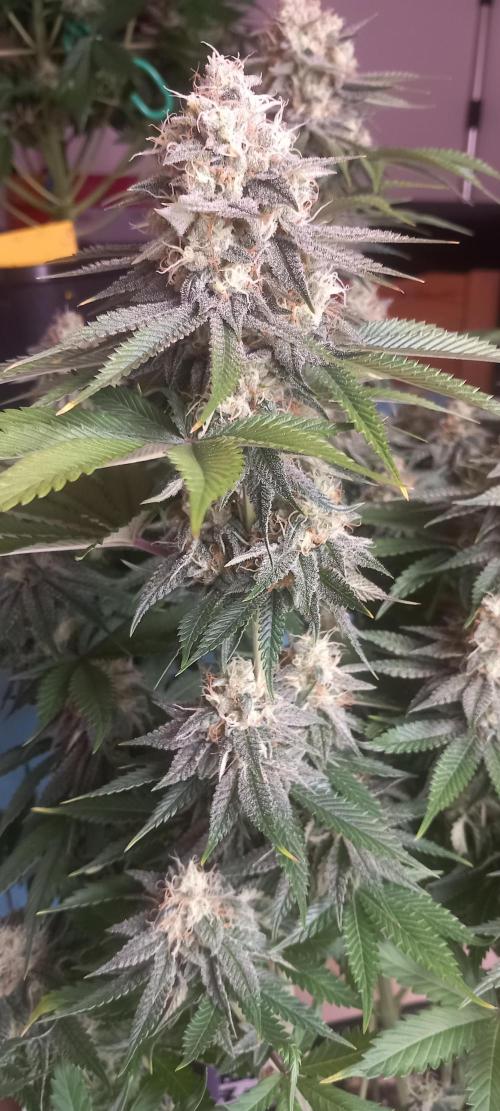 Blue Zushi. Week 12 - Schön frostig.