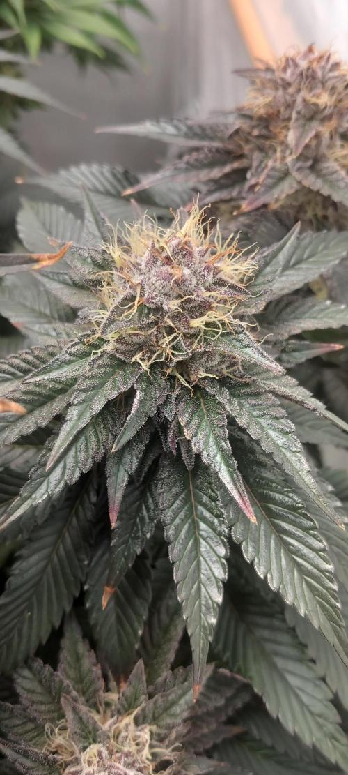 Cali Funk #Thseeds. Week 13