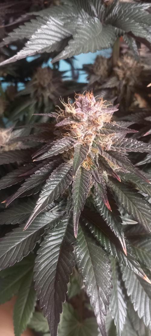 Cali Funk #Thseeds. Week 13