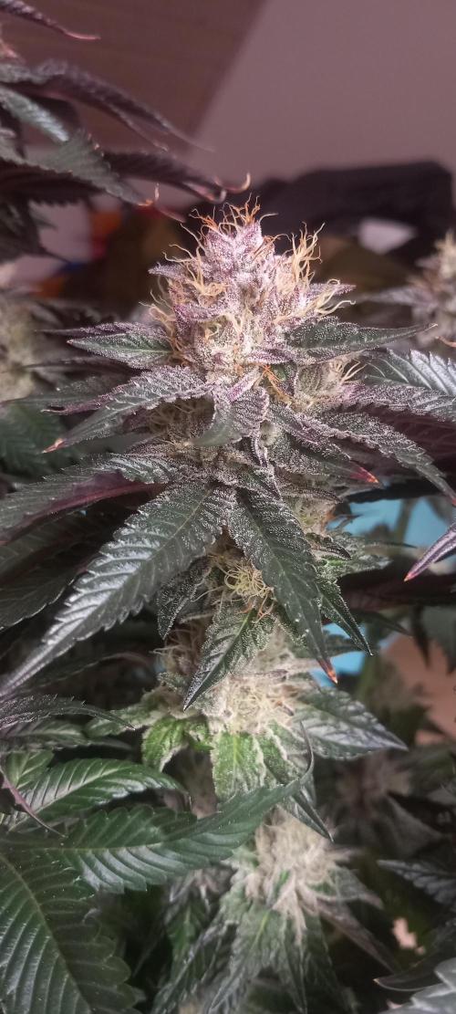 Cali Funk #Thseeds. Week 13