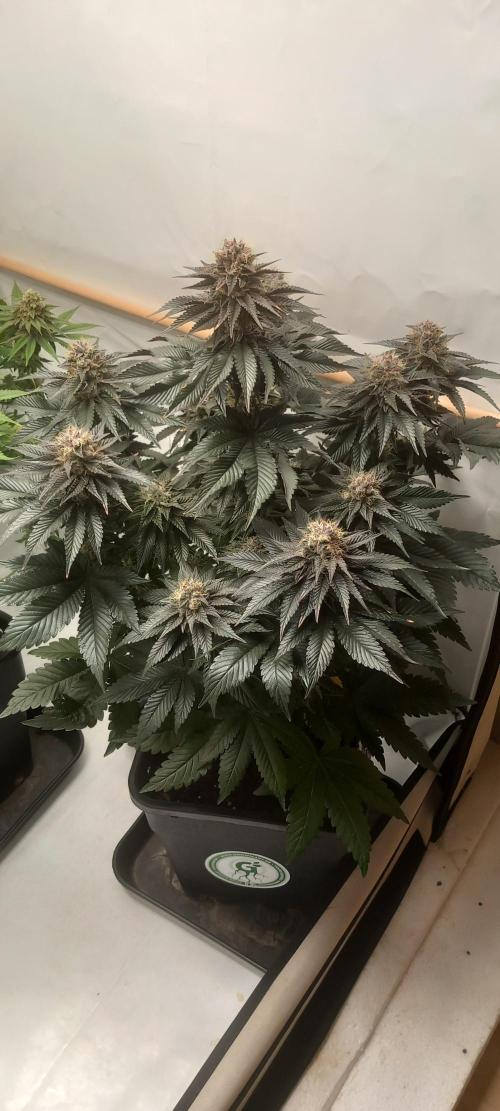 Cali Funk #Thseeds. Week 13