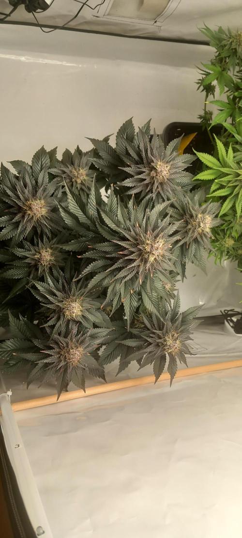 Cali Funk #Thseeds. Week 13