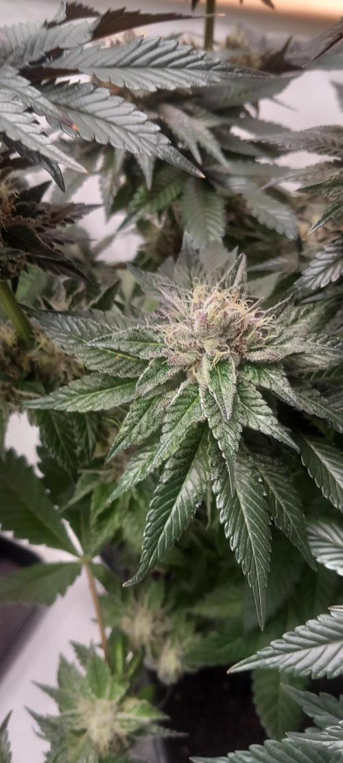 Cali Funk #Thseeds. Week 13