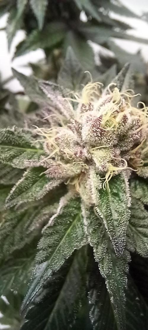 Cali Funk #Thseeds. Week 13
