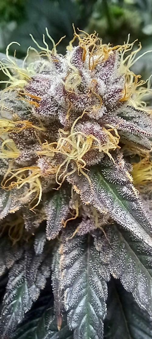 Cali Funk #Thseeds. Week 13